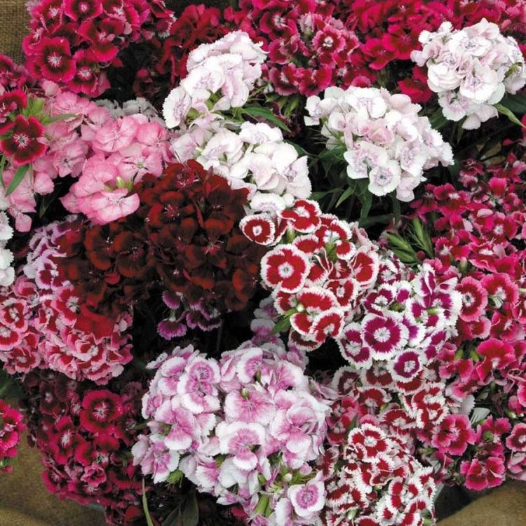 Seminte de flori Sweet William Tall Single Auricula-Eyed Mixed Dianthus Barbatus