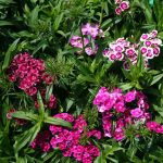 Seminte de flori Sweet William Indian Carpet