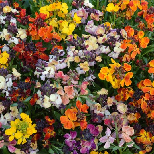 Semitne de flori Wallflower Persian Carpet Mixed