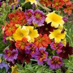 Seminte de flori Salpiglossis Royal Mixed F1