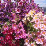 Seminte de flori Schizanthus Wisetonensis Dr Badgers Hybrids Mixed