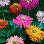 Seminte de flori Zinnia Cactus Flowered Mixed
