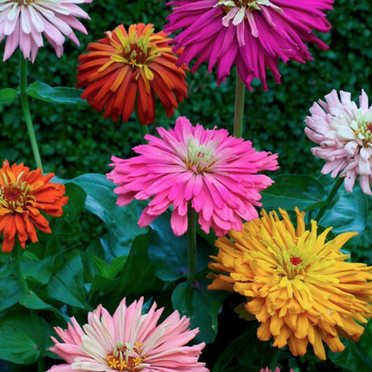 Seminte De Carciumarese Zinnia Elegans Cactus Flowered Mixed