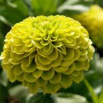 Seminte de flori Zinnia Elegans Dahlia Flowered Envy