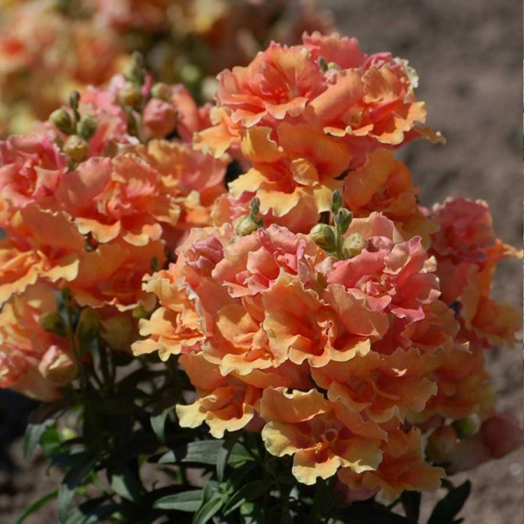 Seminte de flori Antirrhinum Majus Twinny Peach F1