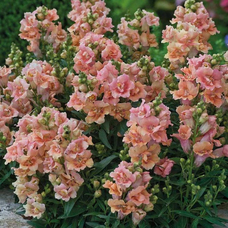 Seminte de flori Antirrhinum Majus Twinny Peach F1