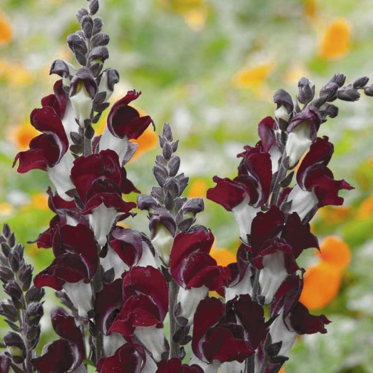 Seminte de flori Antirrhinum Night and Day