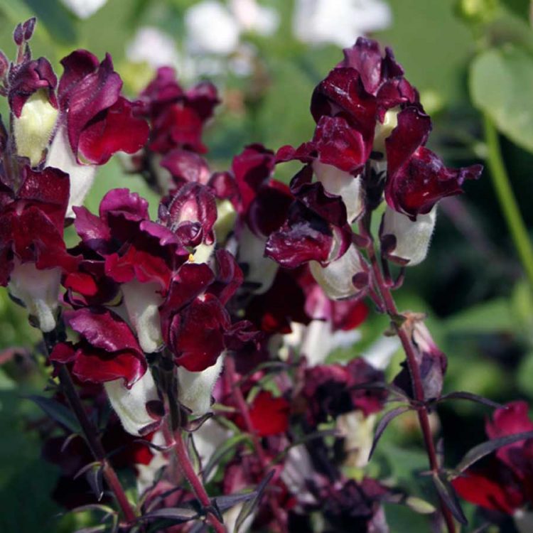Seminte de flori Antirrhinum Night and Day
