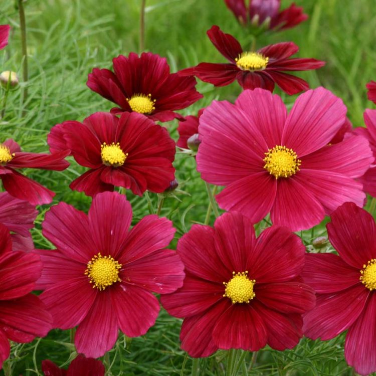 Seminte de flori Cosmos Bipinnatus Rubenza Ruby Red
