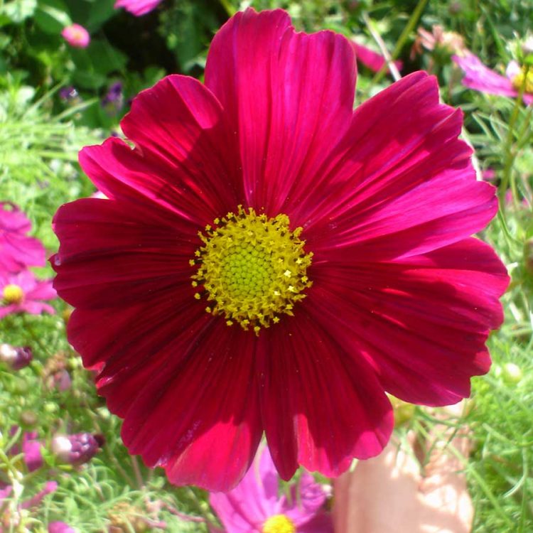 Seminte de flori Cosmos Bipinnatus Rubenza Ruby Red