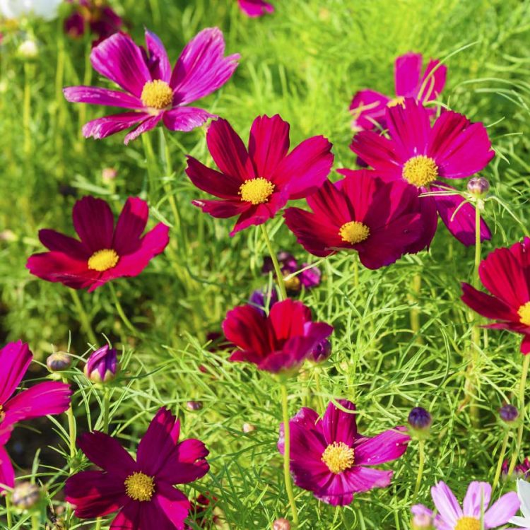 Seminte de flori Cosmos Bipinnatus Rubenza Ruby Red