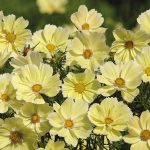 Seminte de flori Cosmos Bipinnatus Xanthos Yellow