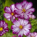 Seminte de flori Cosmos Bipinnatus Sensation Picotee