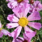 Seminte de flori Cosmos Hummingbird Lilac
