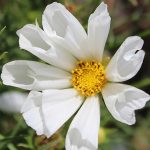 Seminte de flori Cosmos Hummingbird White