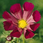 seminte de flori Cosmos Pied Piper Red