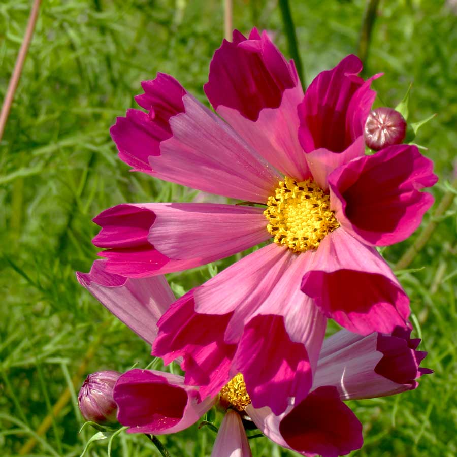 Cosmos Pied Piper Red - Seminte de Flori Profesionale