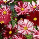 Seminte de flori Cosmos Velouette