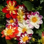 Seminte de flori Dahlia Variabilis Collarette Dandy Mixed