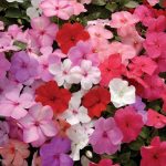 Seminte de flori Impatiens Carnival Mix F1 Hybrid