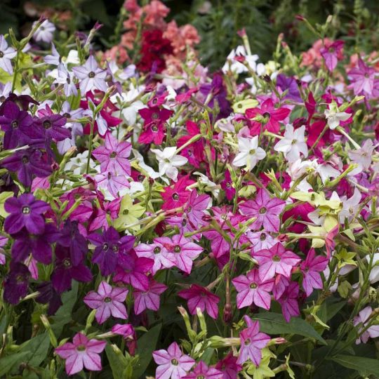 Seminte de flori Nicotiana Roulette Mixed F2