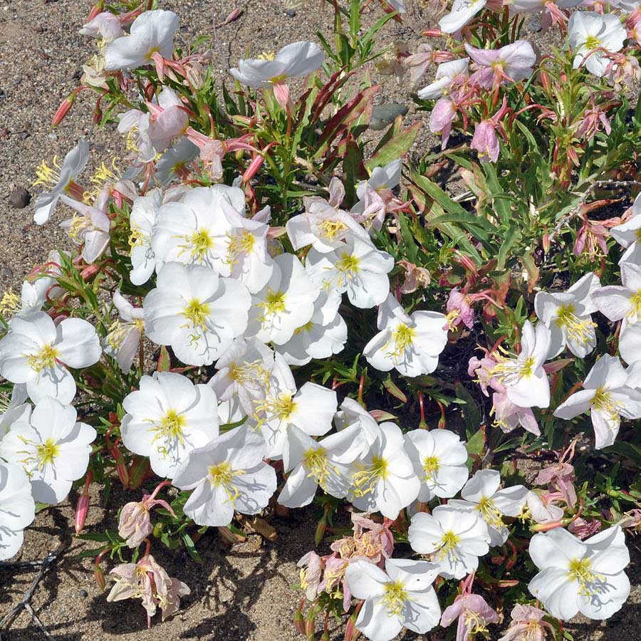 Oenothera Pallida Innocence - Seminte de Flori Profesionale