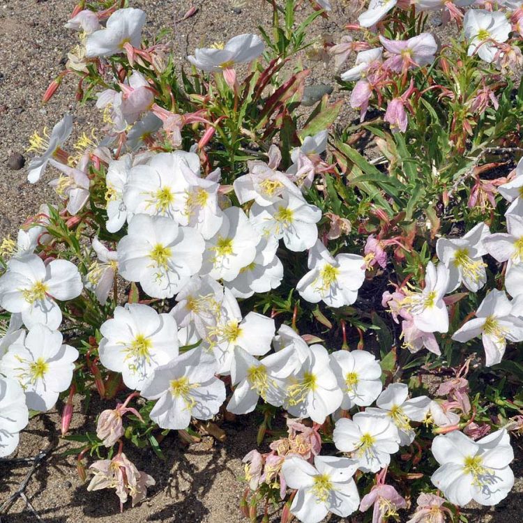 Seminte de flori Oenothera Pallida Innocence