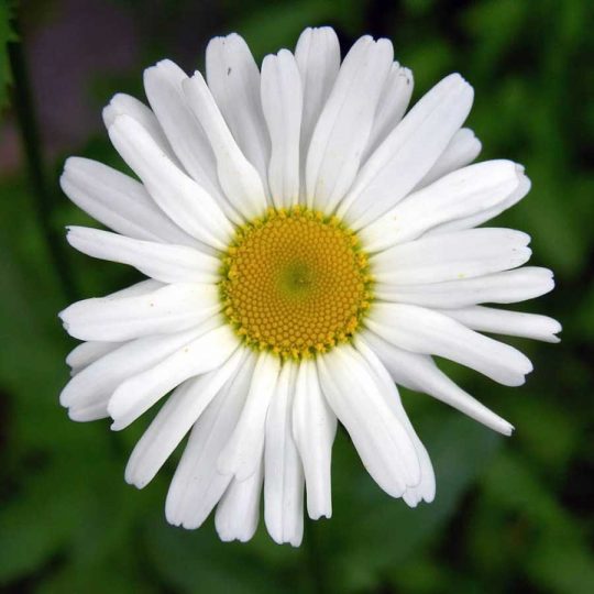 Seminte de flori Oxeye Daisy – Leucanthemum Vulgare