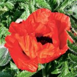Seminte de flori Poppy Oriental New Hybrids