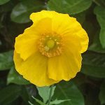 Seminte de flori Poppy Welsh – Meconopsis Cambrica
