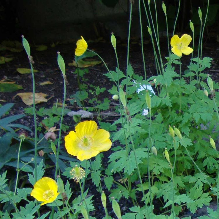 Seminte de Poppy Welsh – Meconopsis Cambrica