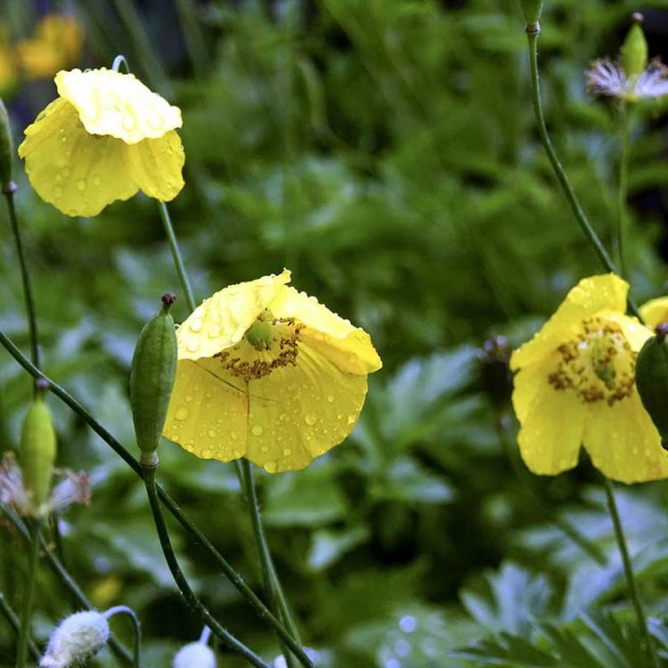 Seminte de flori Poppy Welsh – Meconopsis Cambrica