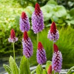 Semitne de flori Primula Vialii - Primrose Orchid