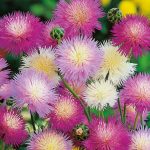 Seminte de flori Centaurea Moschata (Amberboa) Imperialis Sweet Sultan Mixed