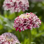 Seminte de flori Zinnia Elegans Pop Art White and Red