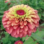 Seminte de flori Zinnia Queeny Red Lime