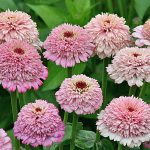 Seminte de flori Zinnia Zinderella Lilac