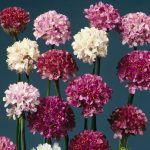 Seminte de flori Armeria Large Flowered