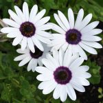 Seminte de flori Dimorphotheca Pluvialis Polar Star