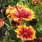 Seminte de flori Gaillardia Goblin Dwarf