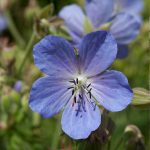 Seminte de flori Geranium Pratense