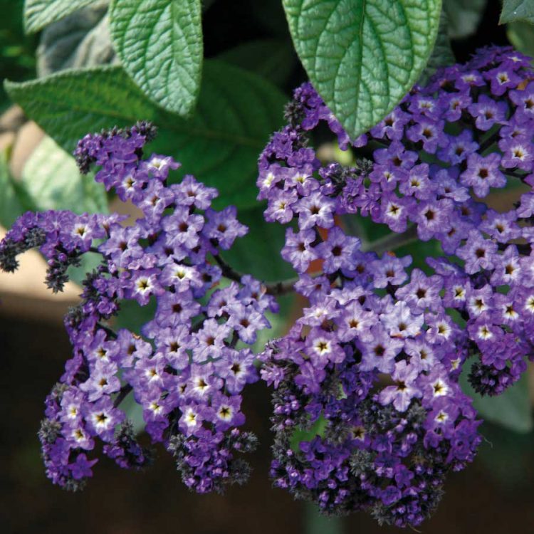 Seminte de flori Heliotrope