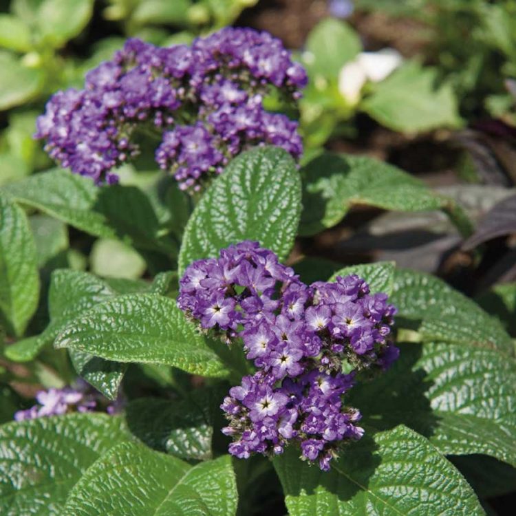 Seminte de flori Heliotrope