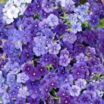 Seminte de flori Phlox Moody Blues