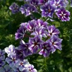 Seminte de flori Phlox Sugar Stars