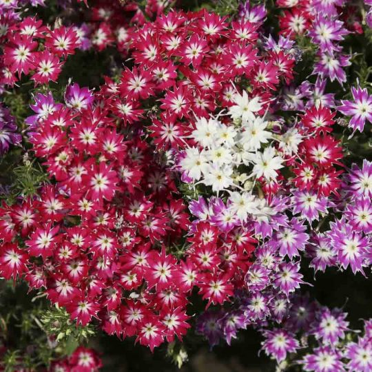 Seminte de flori Phlox Twinkles