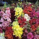Seminte de flori Antirrhinum Majus Double Madame Butterfly F1