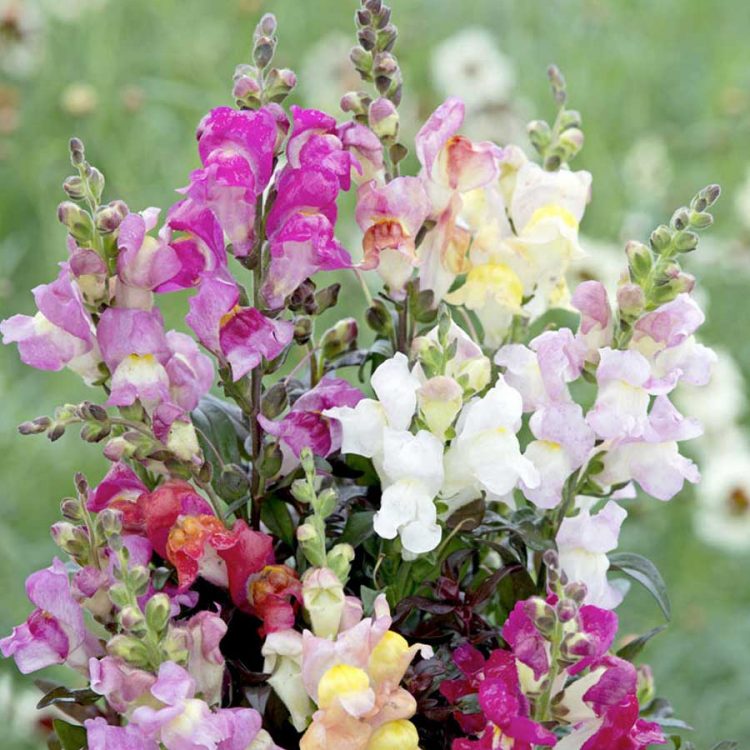 Seminte de flori Antirrhinum Twilight Mixed
