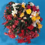 Seminte de flori Begonia Illumination Mixed F1