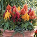 Seminte de flori Celosia Fresh Look Mix
